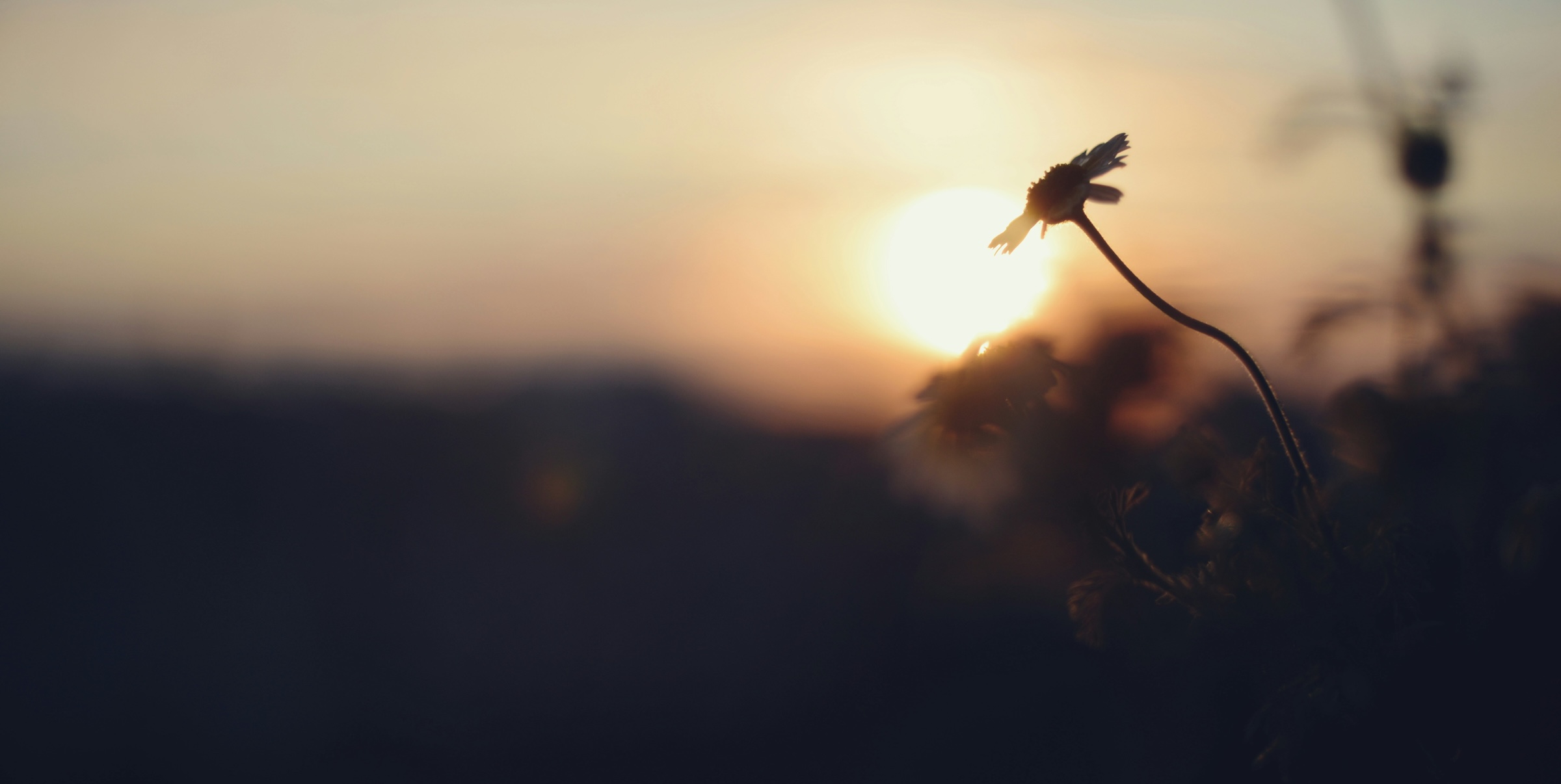 القناعة كنز عظم، هل يهم إذا كانت بإرادتك، أم لأنك عجزت أن تستبد؟